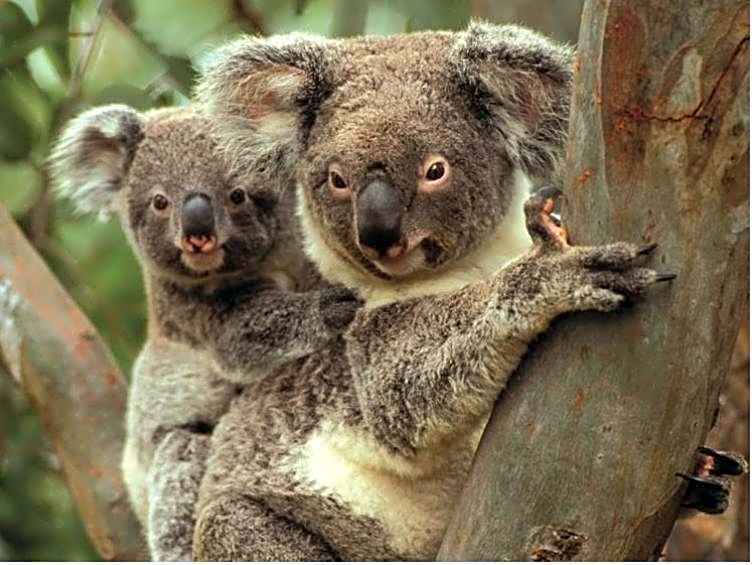 Harvest Lodge Motel - Gunnedah