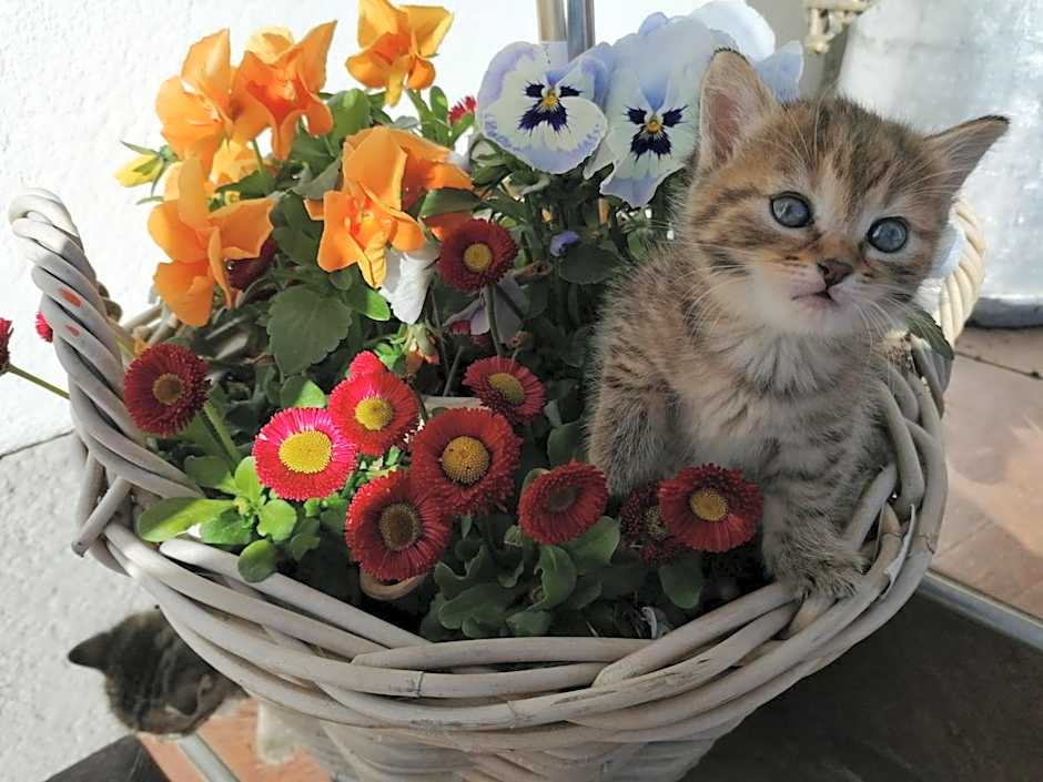 Alpengasthof Fernblick