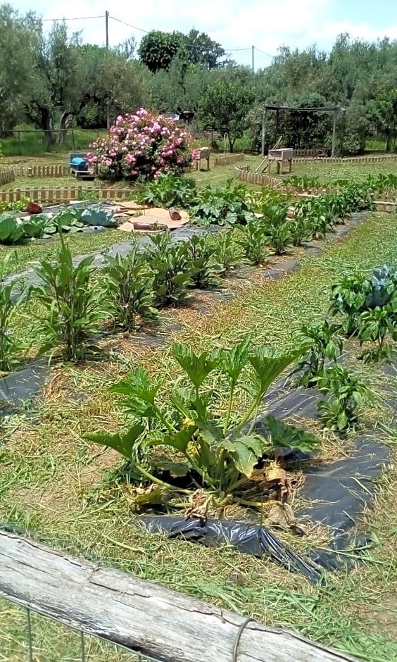 Terme e relax nella campagna viterbese