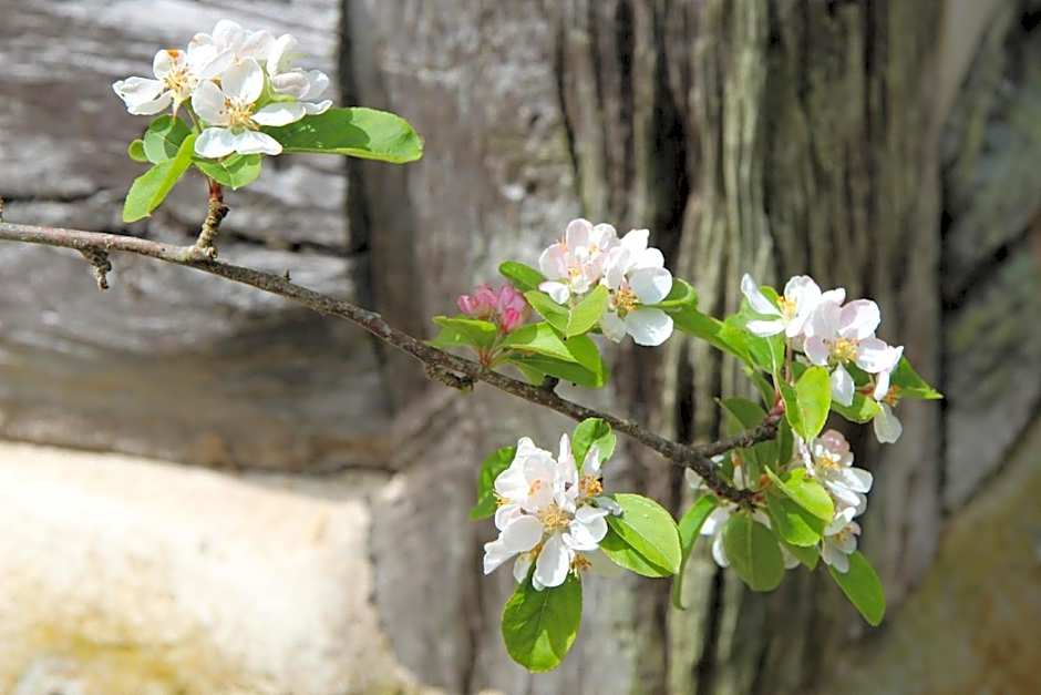 Le Pommenial de la Hérissonnière