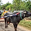 MST Cricket Village By Four Leaf Hotels