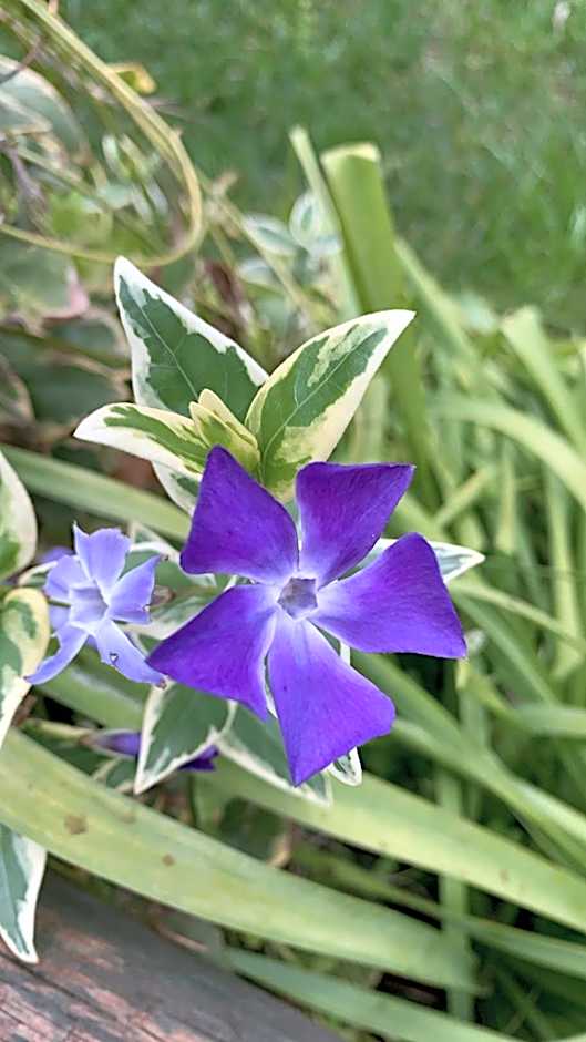 Residence Hotel Monte Ricciu