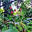 Pousada Guaiamum