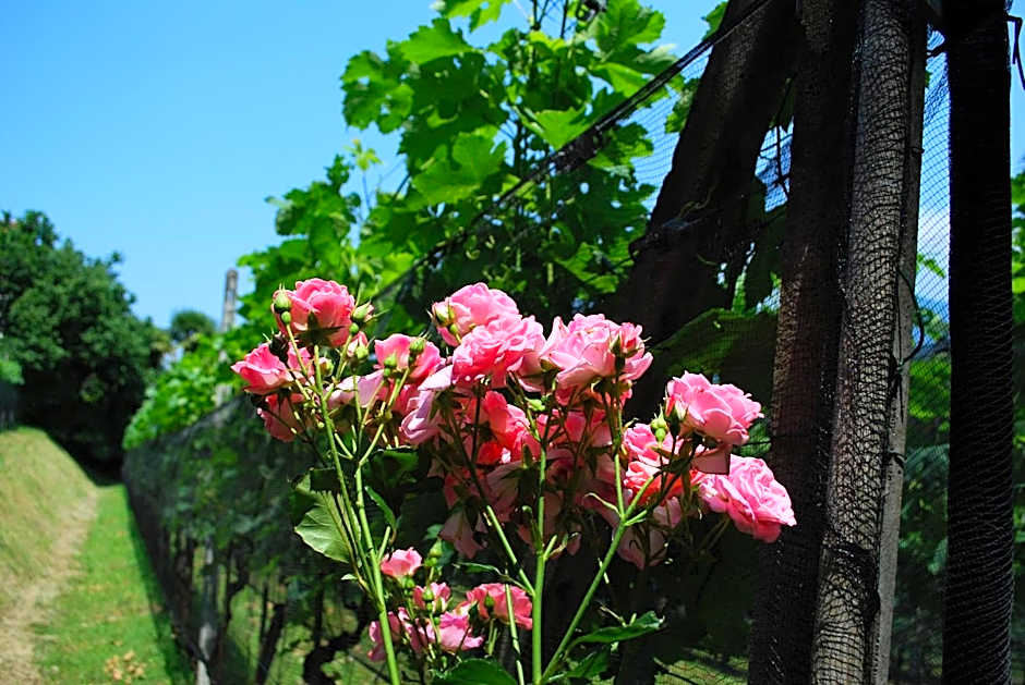 Continental Parkhotel