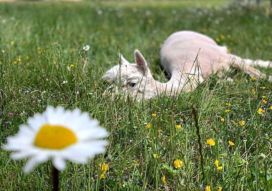 Das Franzl - Bett & Brot