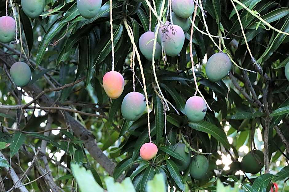 Kiahuna Plantation 96, Poipu Beach, Club Membership, Part Ocean View, Kids Toys