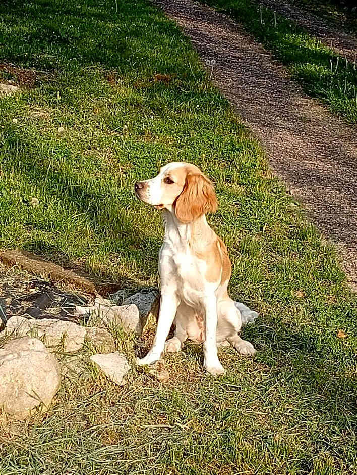B&B Il Suono del Bosco