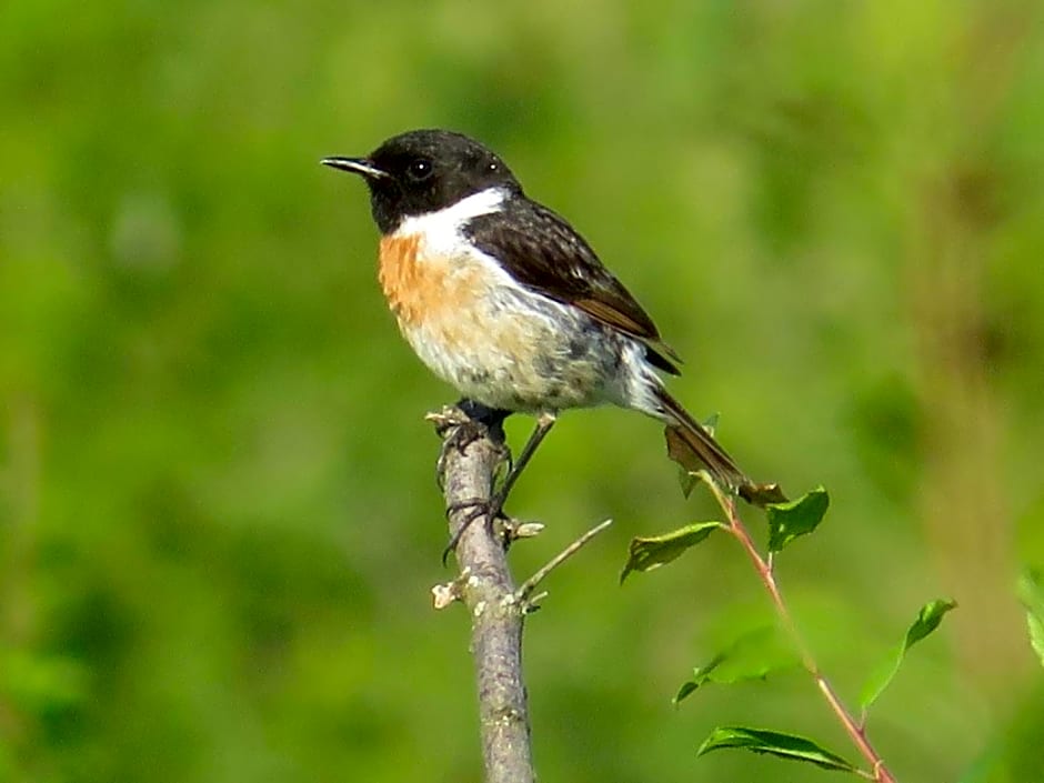 Ô prés d'ici Chambres d'hôtes