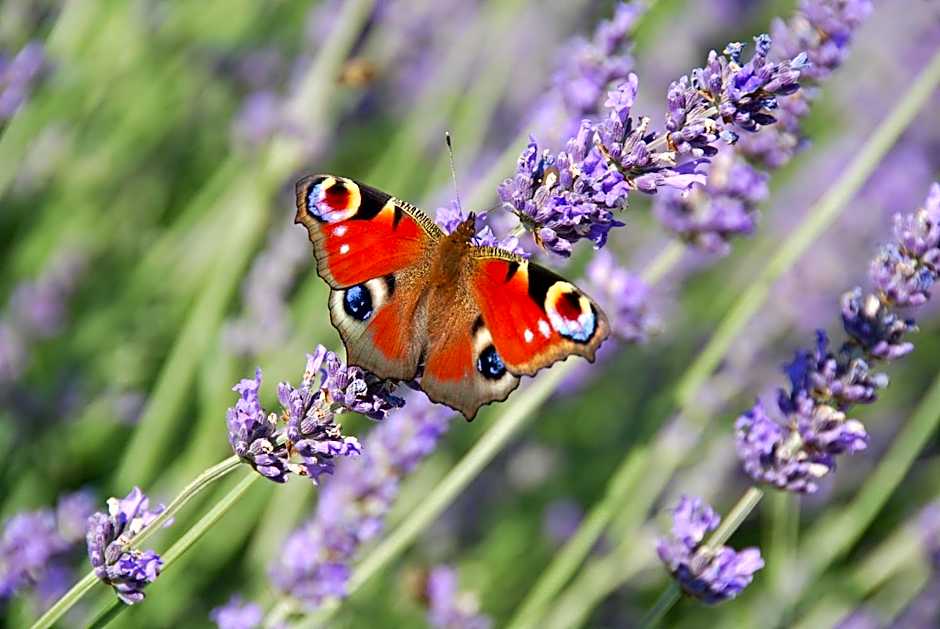 VILLA STEFANIJA small Boutique hotel&restaurant