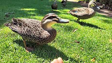 Adamsons Riverside Accommodation