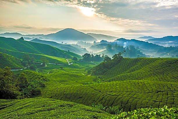 OU INN Cameron Highlands ,Ferm Nyonya Restaurant
