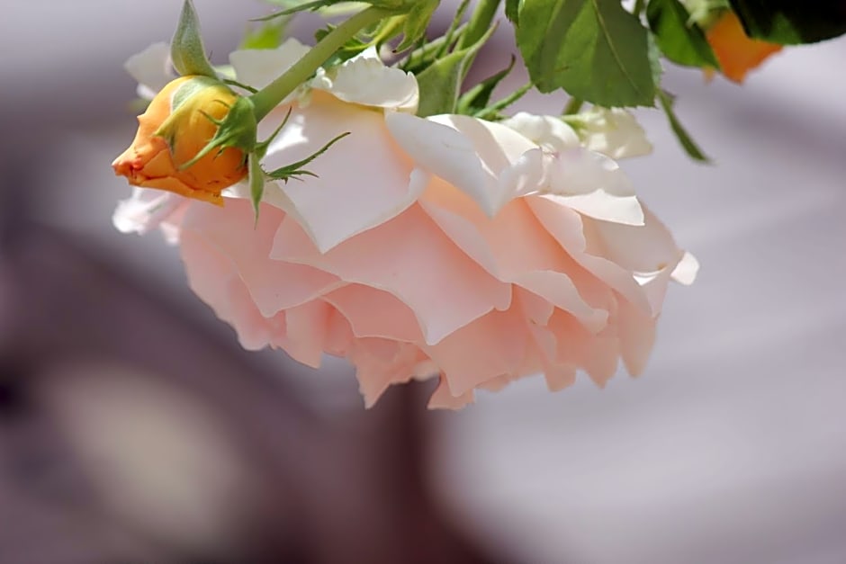 Le Chemin du Village