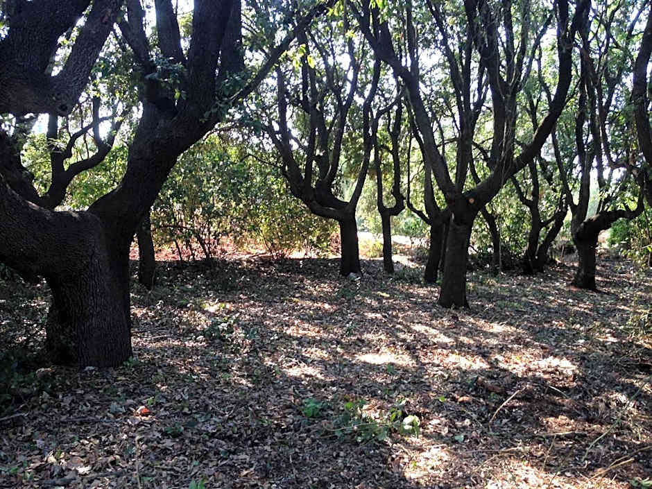 B&B Don Giovanni Monopoli