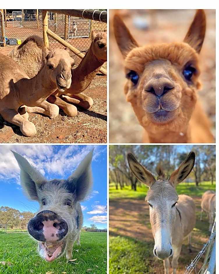 Sandalwood Downs Fabulous Farm Stay TOODYAY