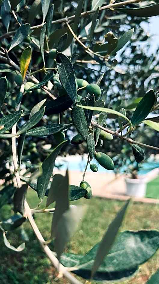 B&B Casale Pietrantica Tropea