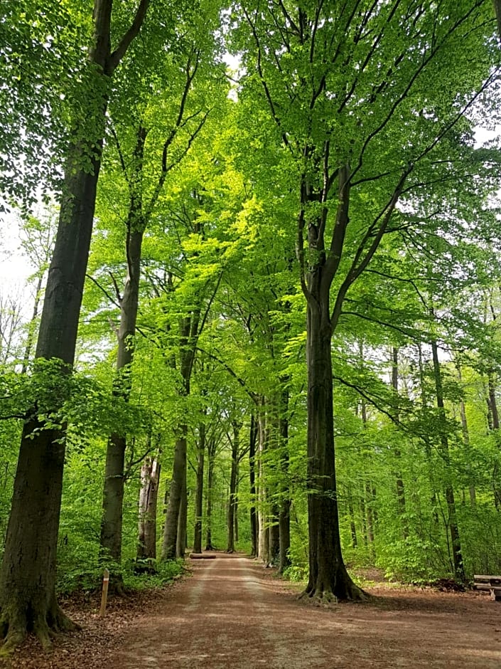 Boslucht Leuven