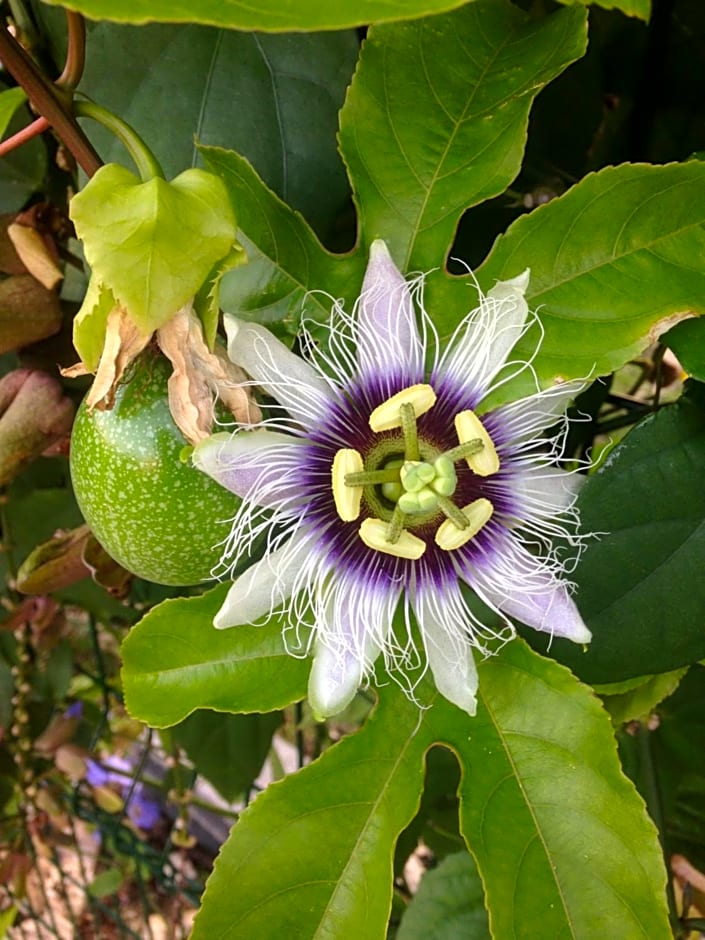 Chambre d'hôte Coeur-CoCo piscine