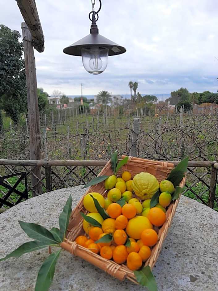 Il Vitigno di Dioniso