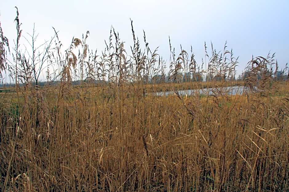 De Veurdeale