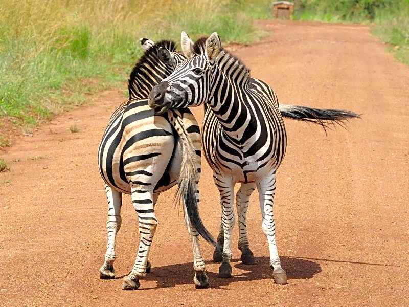 Morokolo Safari Lodge