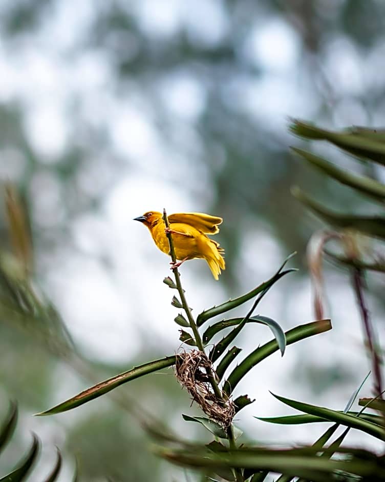 Hakuna Majiwe Beach Lodge Zanzibar