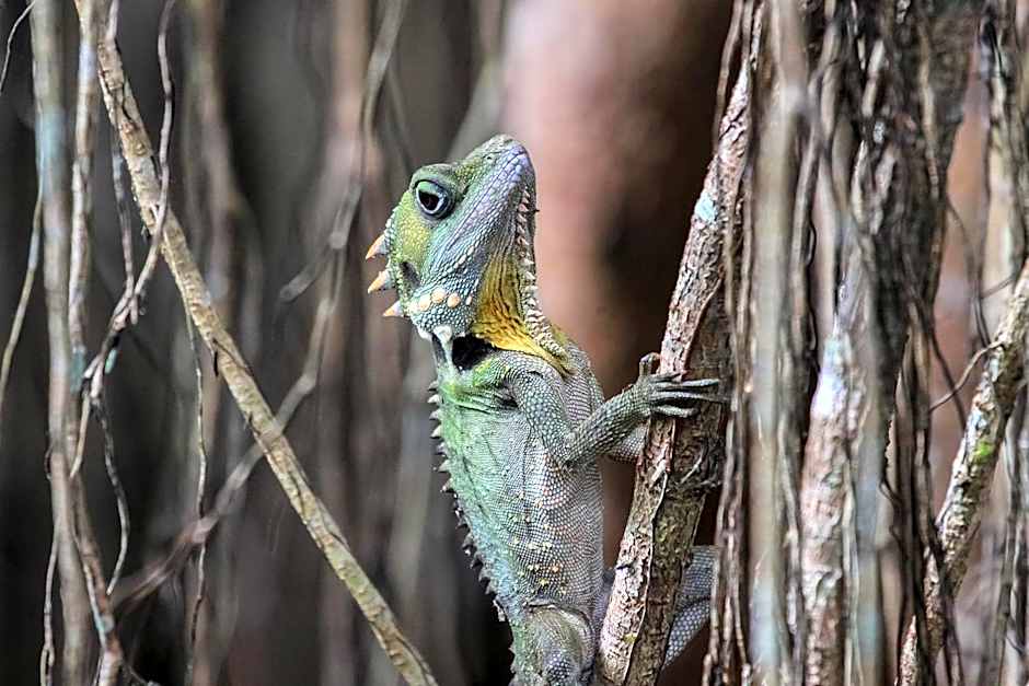 Chambers Wildlife Rainforest Lodges