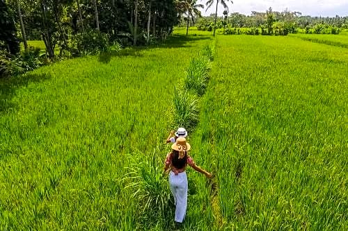 Puri Lumbung Village