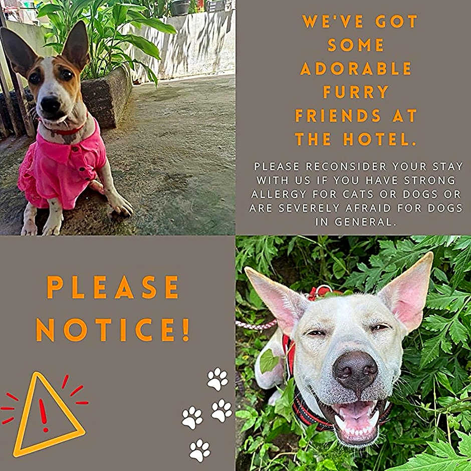 Cool Breeze Authentic Hotel Labuan Bajo Komodo