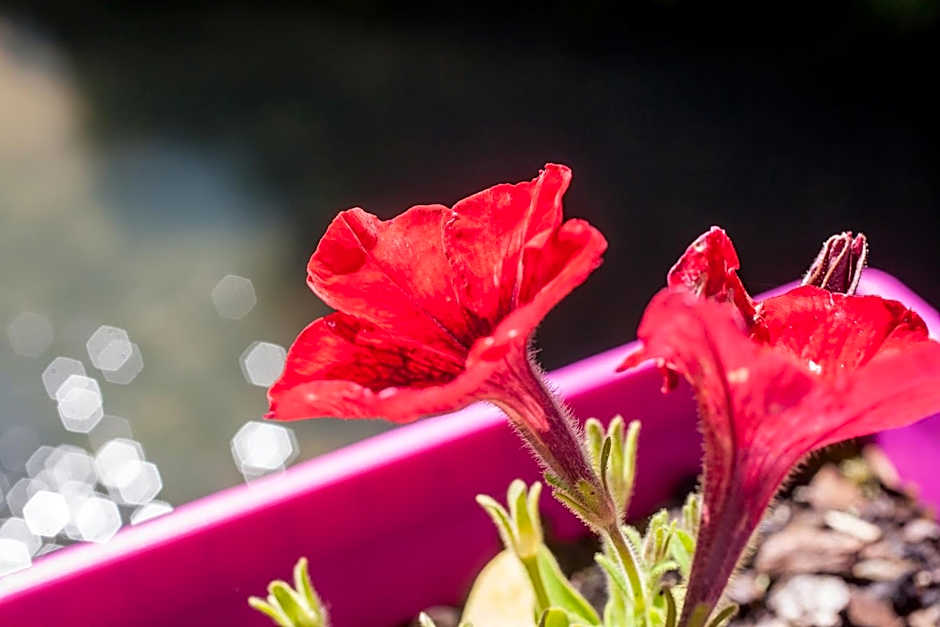 Logis Hotels - Auberge de l'Île - Hôtel 3 étoiles et Restaurant