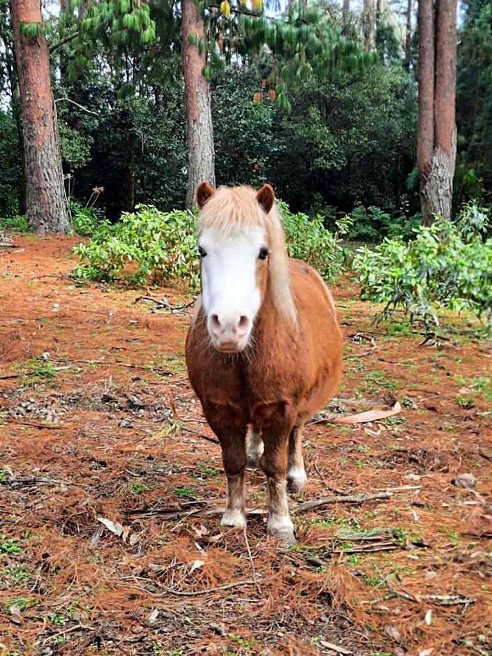 Tomah Retreat - Studio RELAX with fireplace