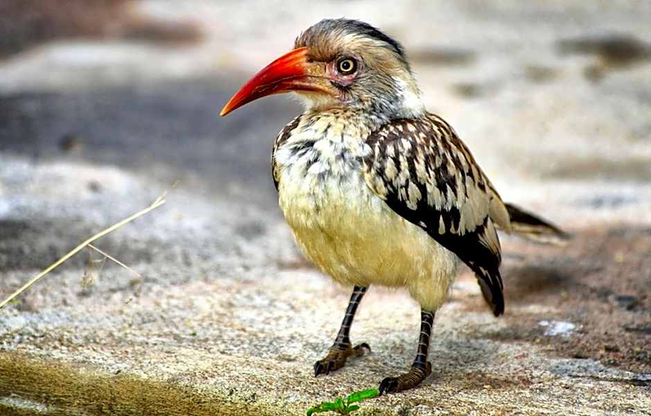 Honeyguide Tented Safari Camp - Khoka Moya
