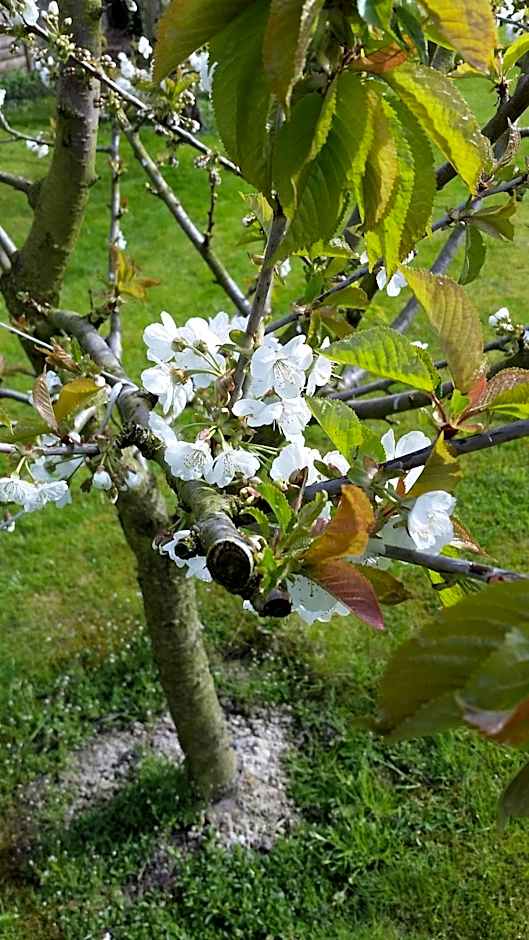 Hotel Deutsches Haus Francop