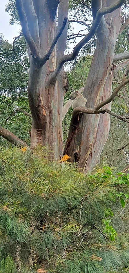 Narangba Motel (formerly Brisbane North B&B and Winery)