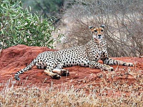Tausa Tsavo Eco Lodge