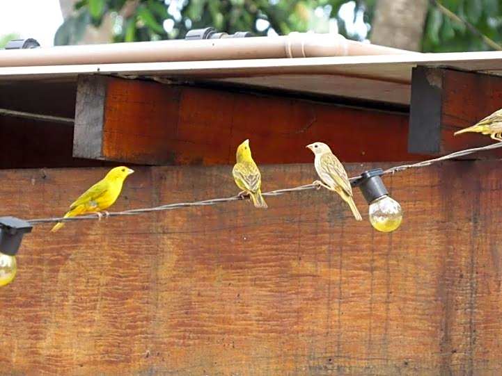 Casa na fazenda inteira ou quartos individuais no Hostel Recanto da Felicidade Paraopeba