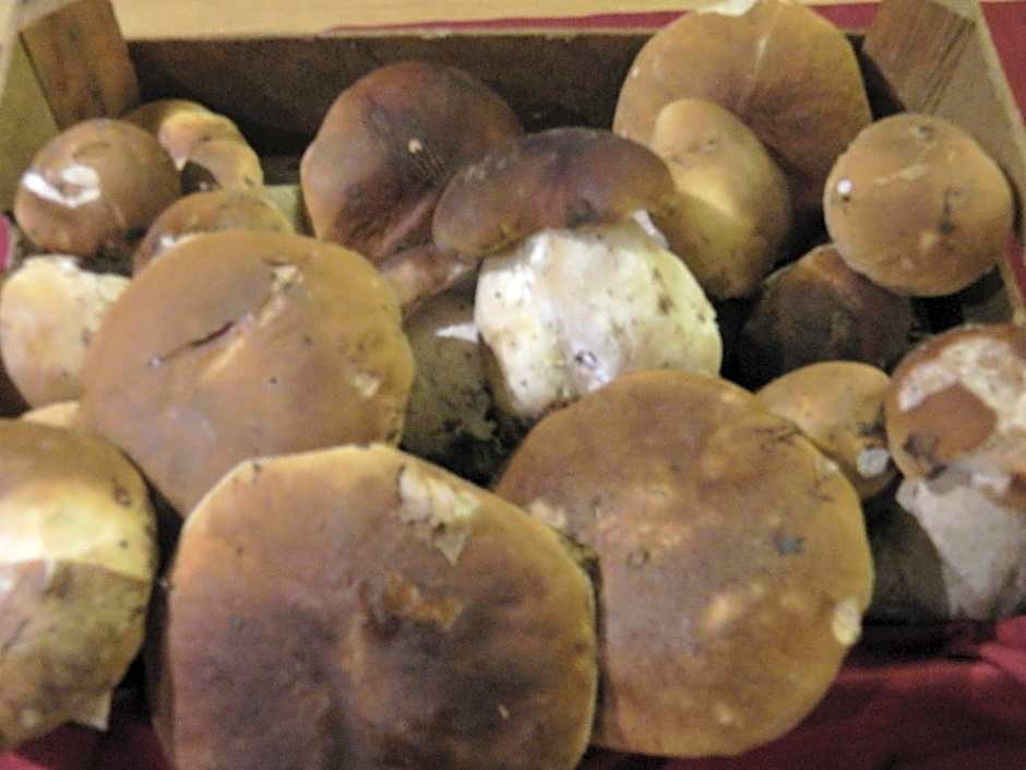 Osteria San Giuseppe