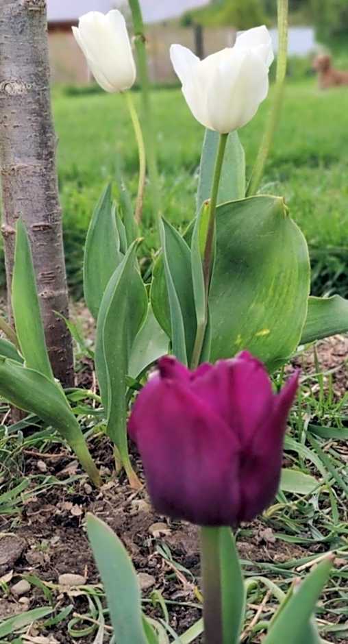 Athol Country Bed & Breakfast