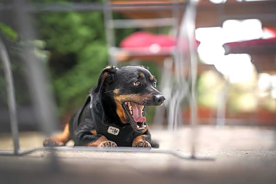 Berghotel Steiger - Erzgebirge