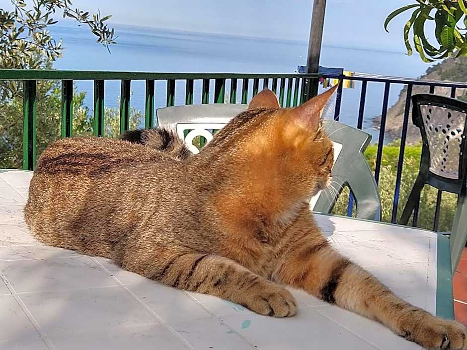 Perla del Levante Hostel