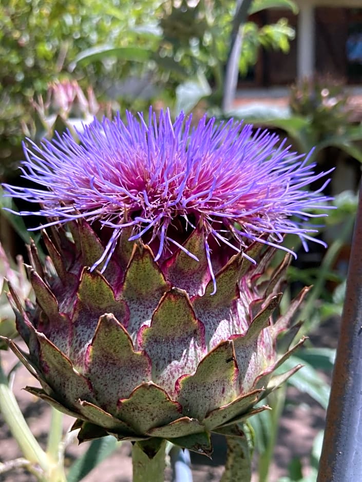 B&B - Chambres d'Hôtes Acoucoula