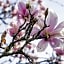 La Magnolia