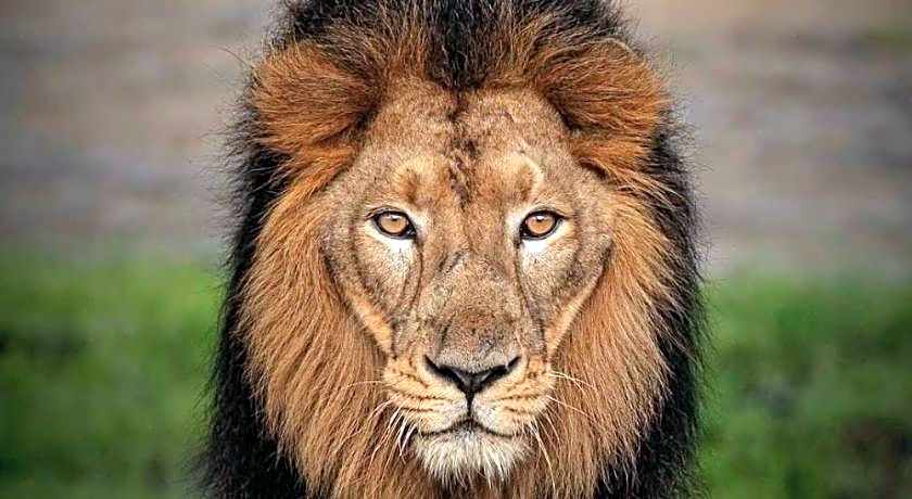 The Postcard Gir Wildlife Sanctuary