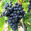 Cascina Valtignosa Camere Con Vigna