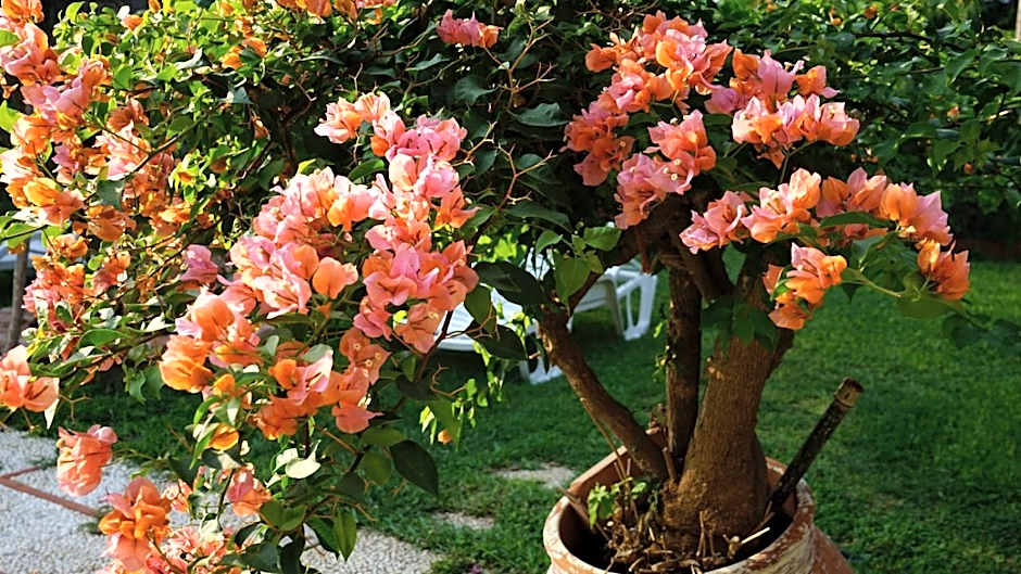 Villa Megna - Green Paradise B&B