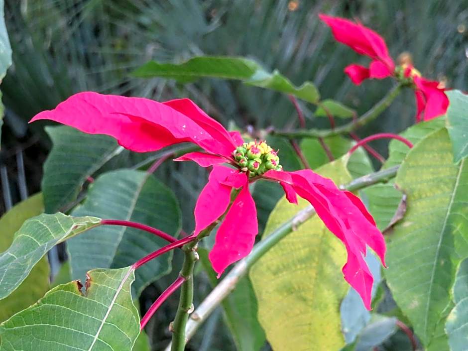 Pousada Biso Finoca Ibiraquera