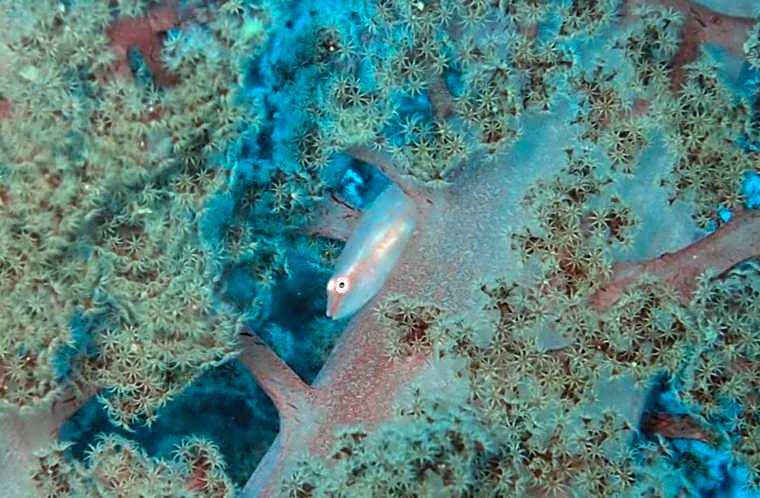 三浜館 伊豆大島