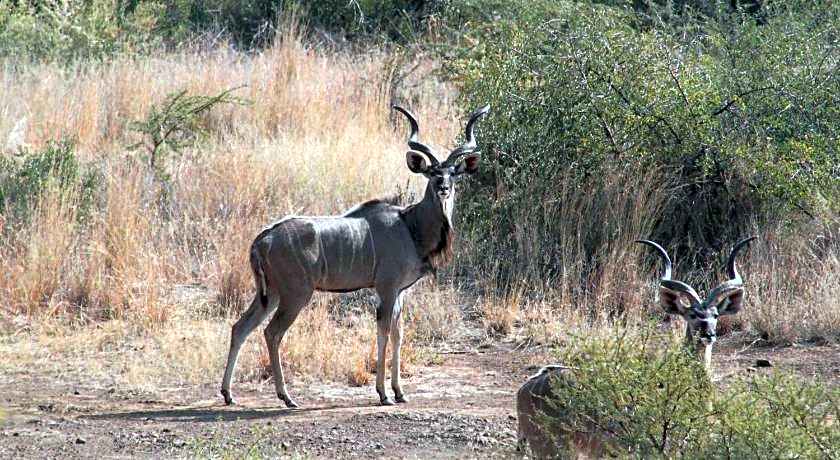 Morokolo Safari Lodge