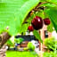 Le Jardin Paris