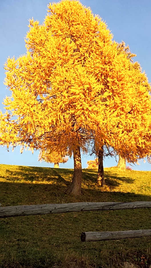 Apartment Hotel Elvis