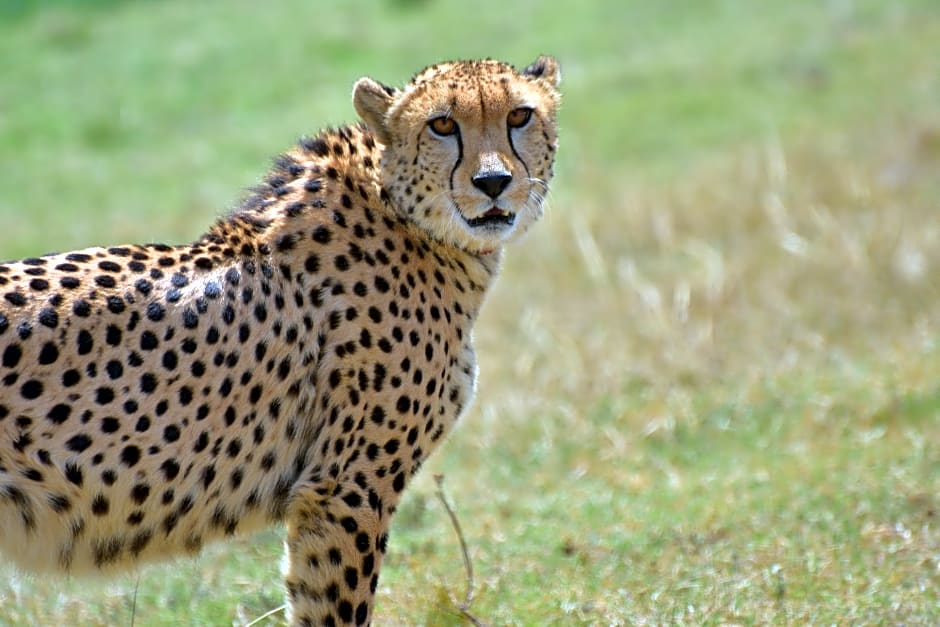 Botlierskop Private Game Reserve